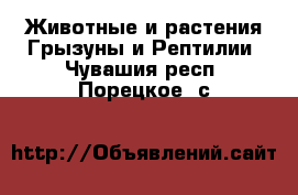 Животные и растения Грызуны и Рептилии. Чувашия респ.,Порецкое. с.